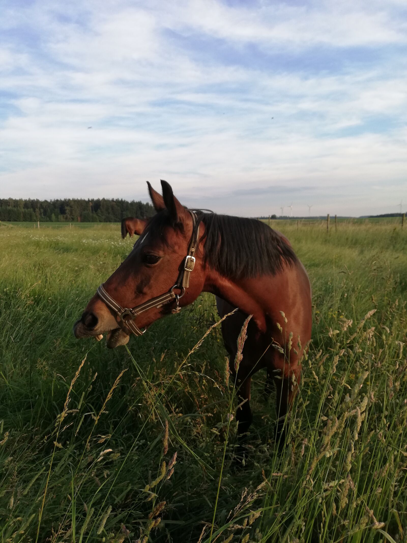 HUAWEI P20 lite sample photo. Horse, pony, coupling photography