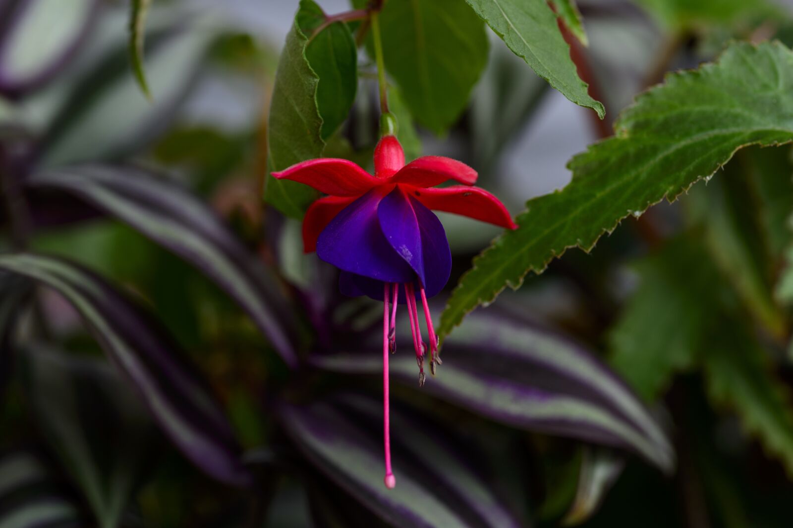Nikon D800E sample photo. Purple flowers, flower, fuchsia photography