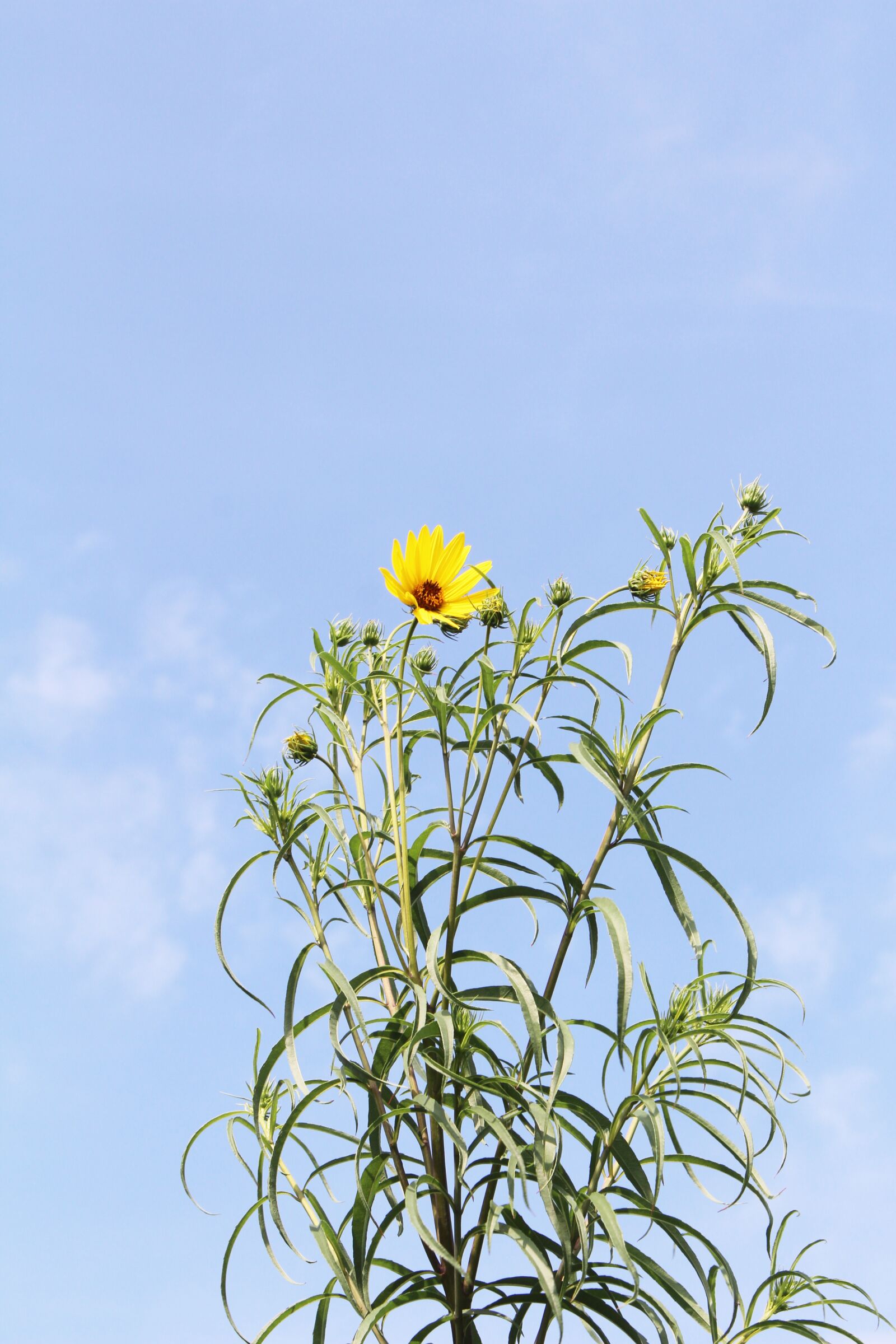 Canon EOS 700D (EOS Rebel T5i / EOS Kiss X7i) sample photo. Yellow, garden, sunflower photography