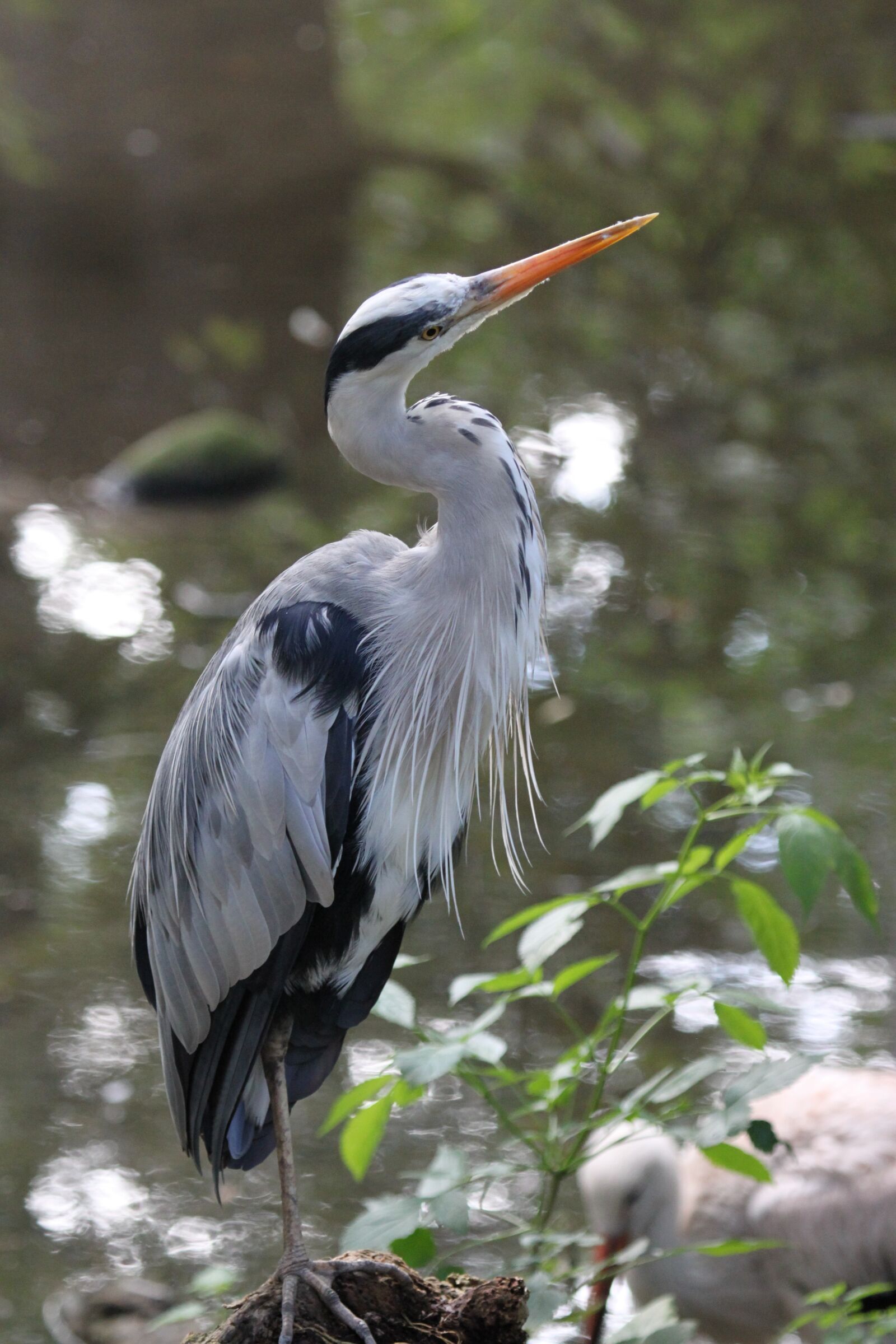 Canon EOS 500D (EOS Rebel T1i / EOS Kiss X3) sample photo. Heron, grey heron, feather photography