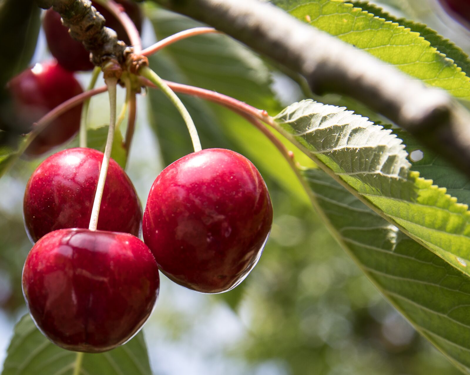 Canon EOS 80D sample photo. Cherries, fruit, fruits photography
