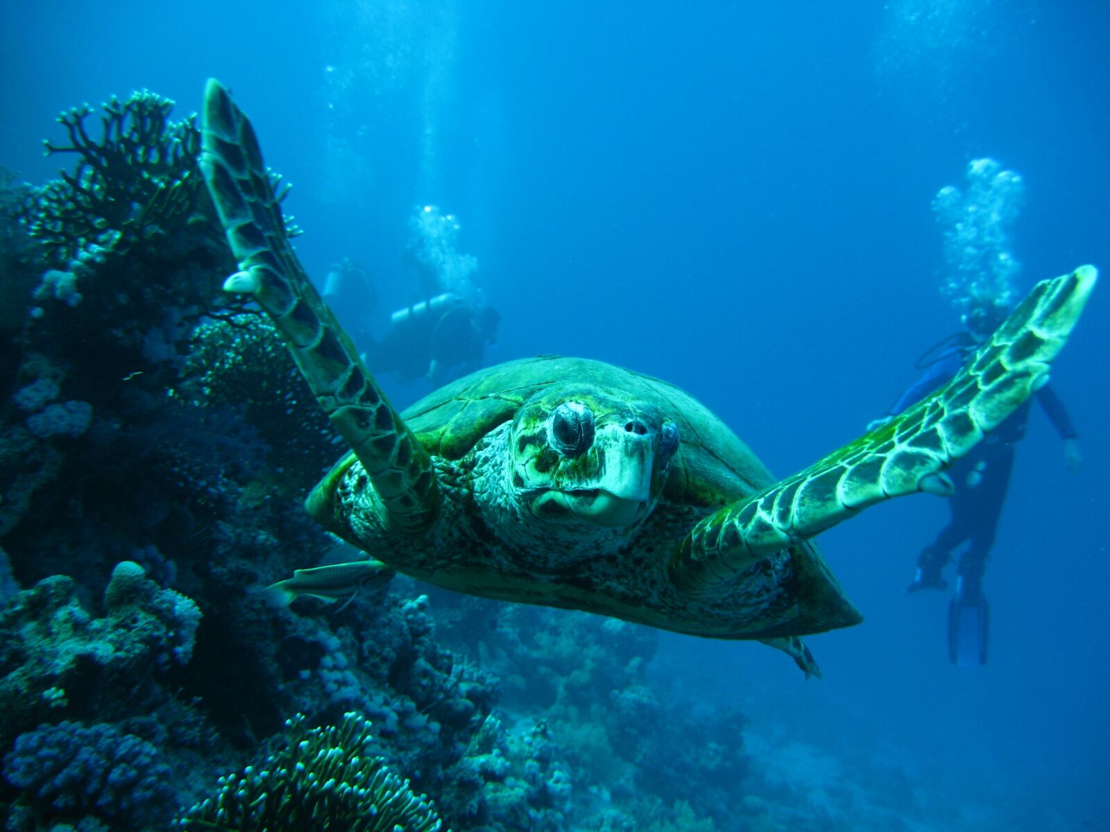 Canon POWERSHOT A570 IS sample photo. Sea, tortoise, smolensk photography