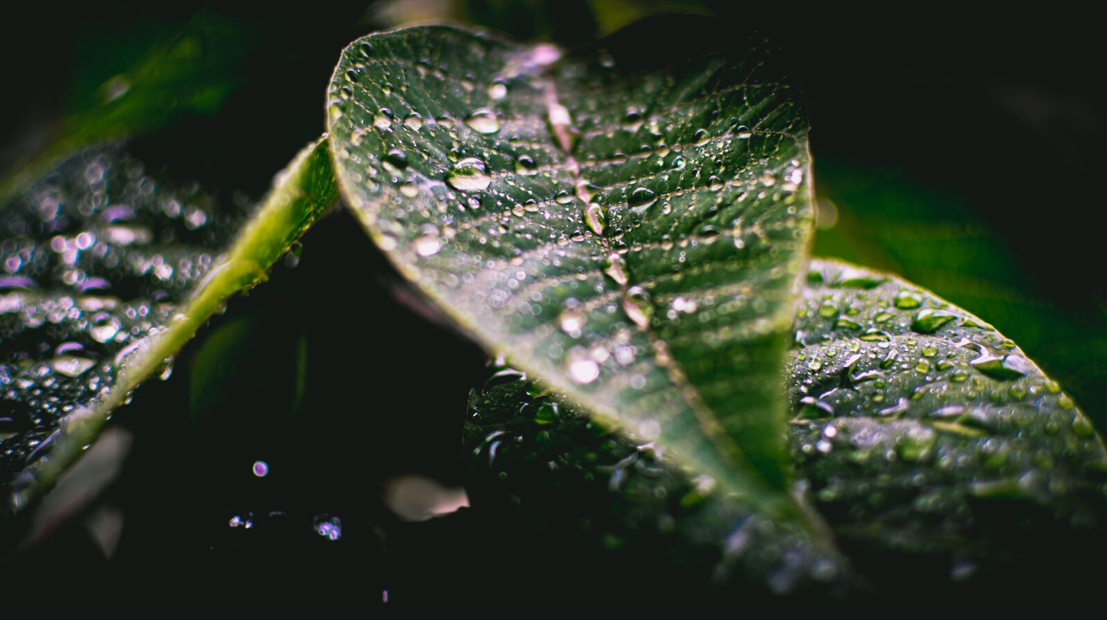 Nikon D5500 sample photo. Raindrops, green leaf, rain photography