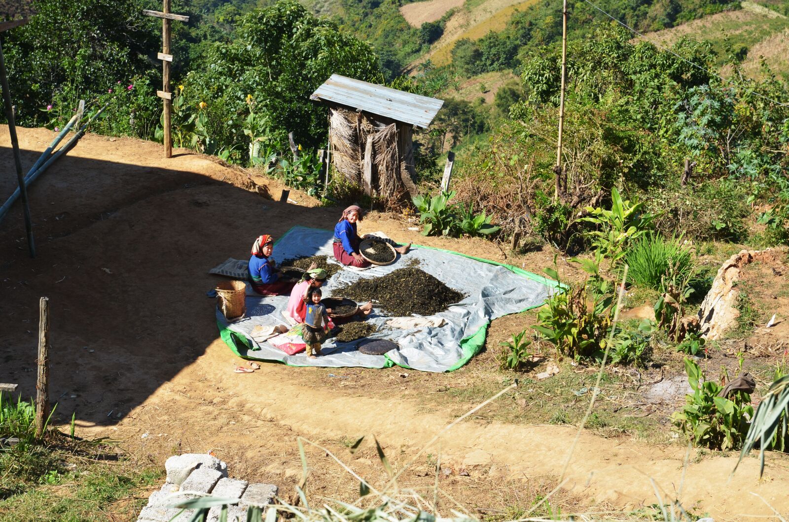 Nikon D7000 sample photo. Tea plantation, worker inside photography