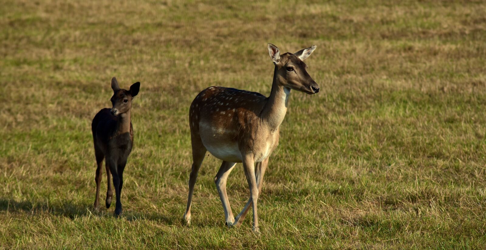 Nikon D750 sample photo. Fallow deer, female, young photography