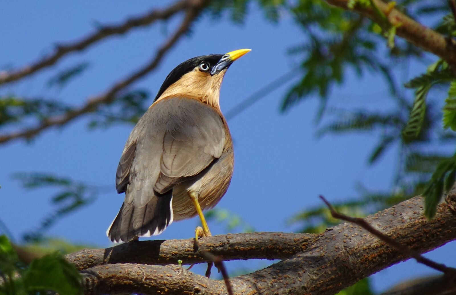 Sony DSC-WX800 sample photo. Bird, aves, brahminy myna photography