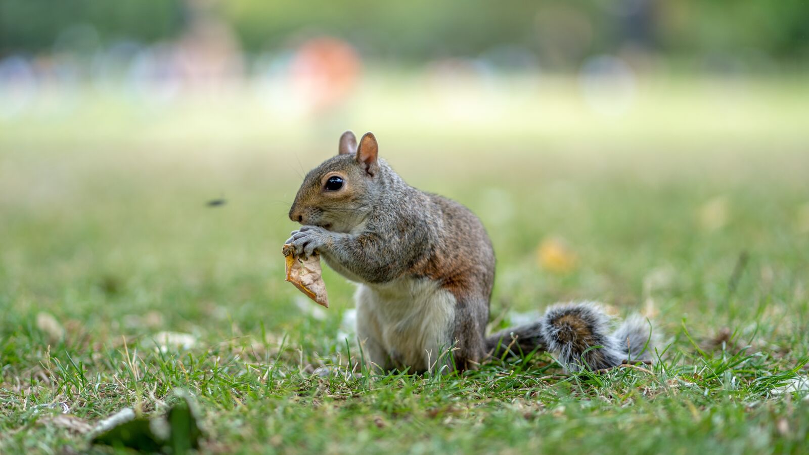 Sony a7 III + Sony FE 85mm F1.8 sample photo. Squirrel, park, cute photography