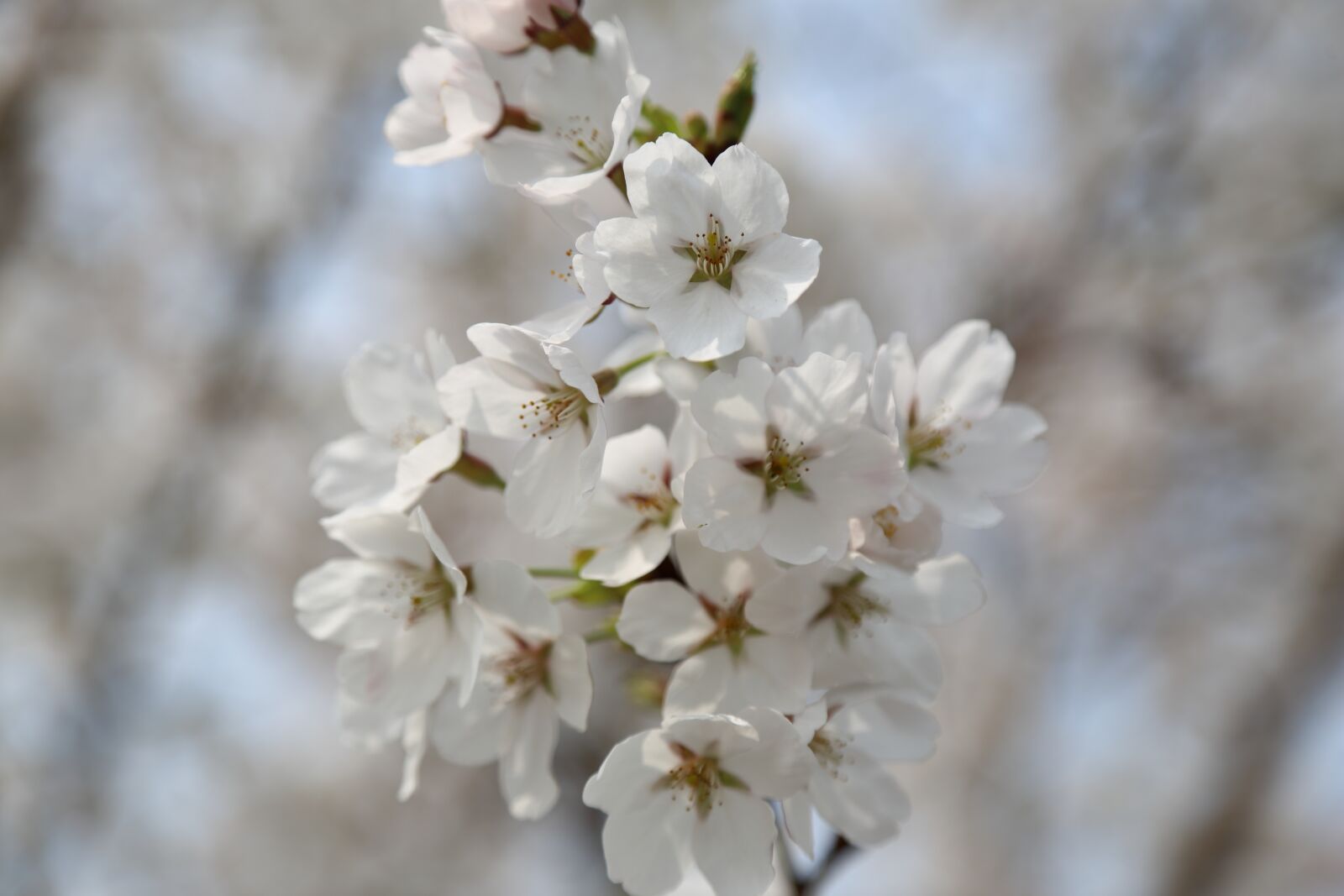Canon EOS 6D + Canon EF 24-105mm F4L IS USM sample photo. Cherry blossom, spring, petal photography