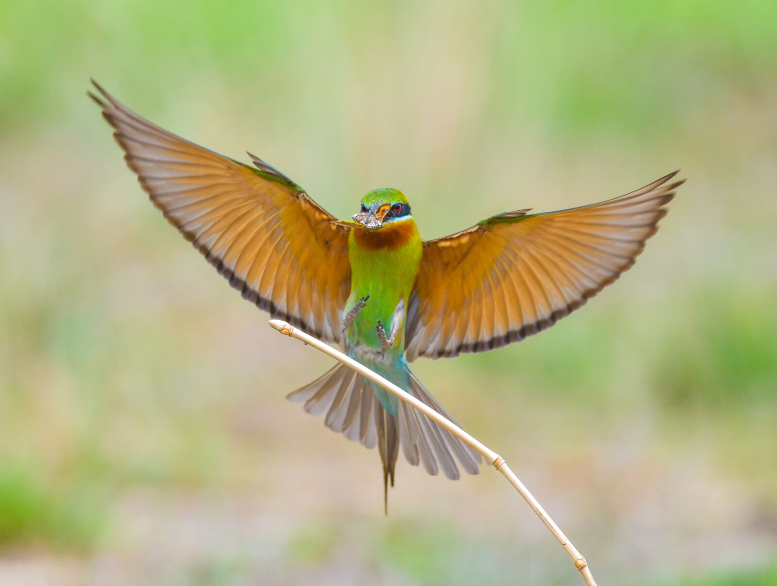 Nikon D7500 sample photo. Blue-tailed bee-eater, bird, da photography