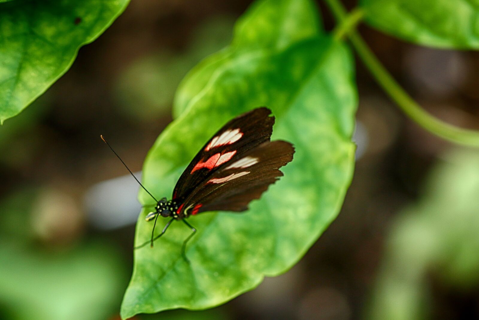 Canon EOS 7D Mark II sample photo. Butterfly, insect, tropical photography
