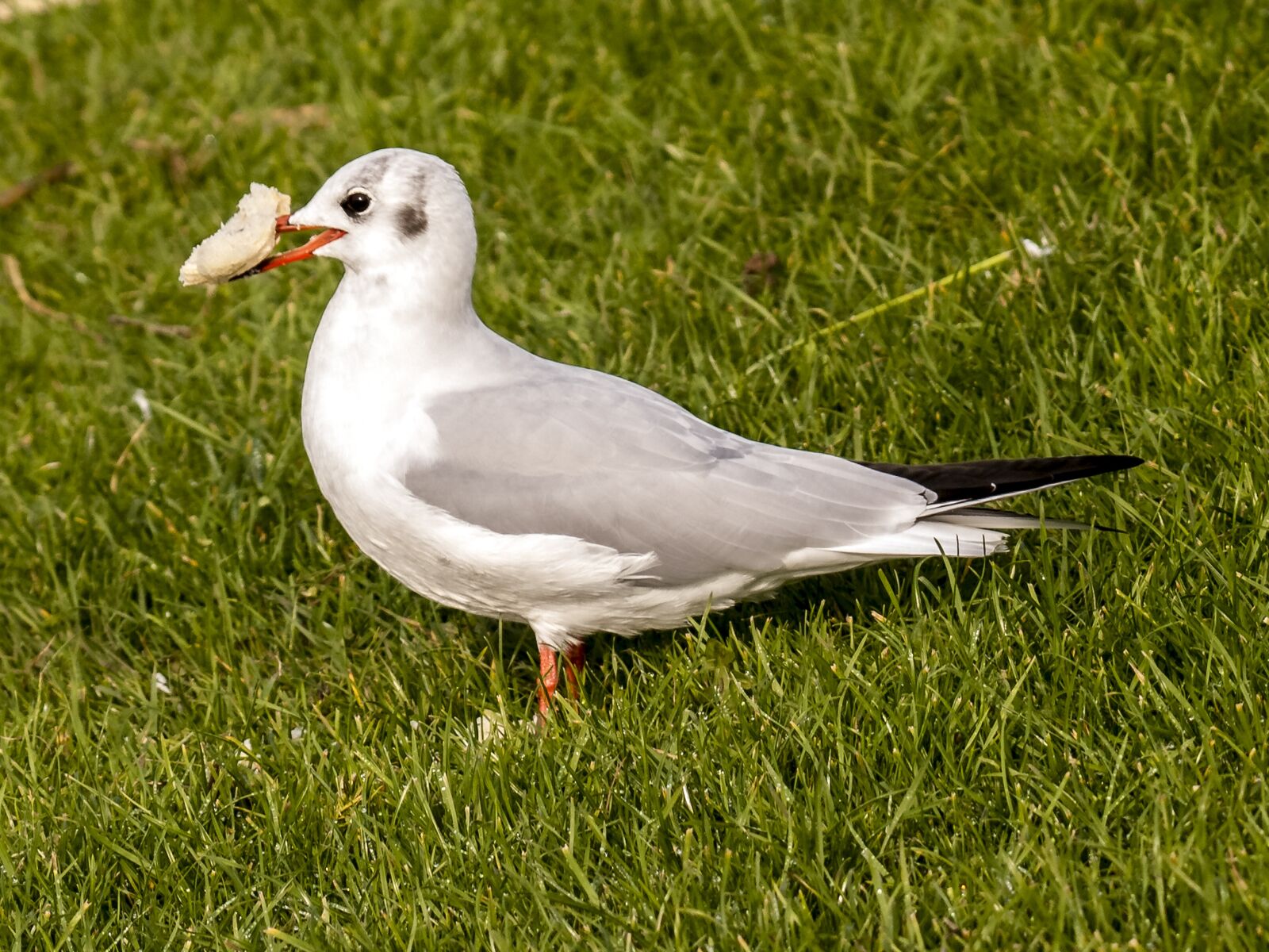 Olympus E-3 sample photo. Black headed gull, seagull photography