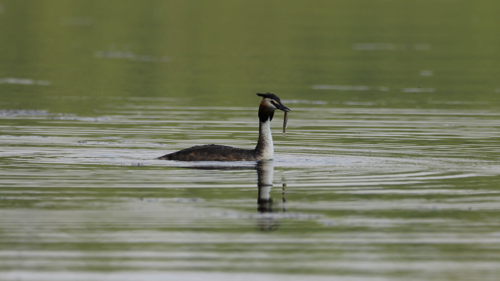 150-600mm F5-6.3 DG OS HSM | Contemporary 015 sample photo. Great crested grebe, lake photography