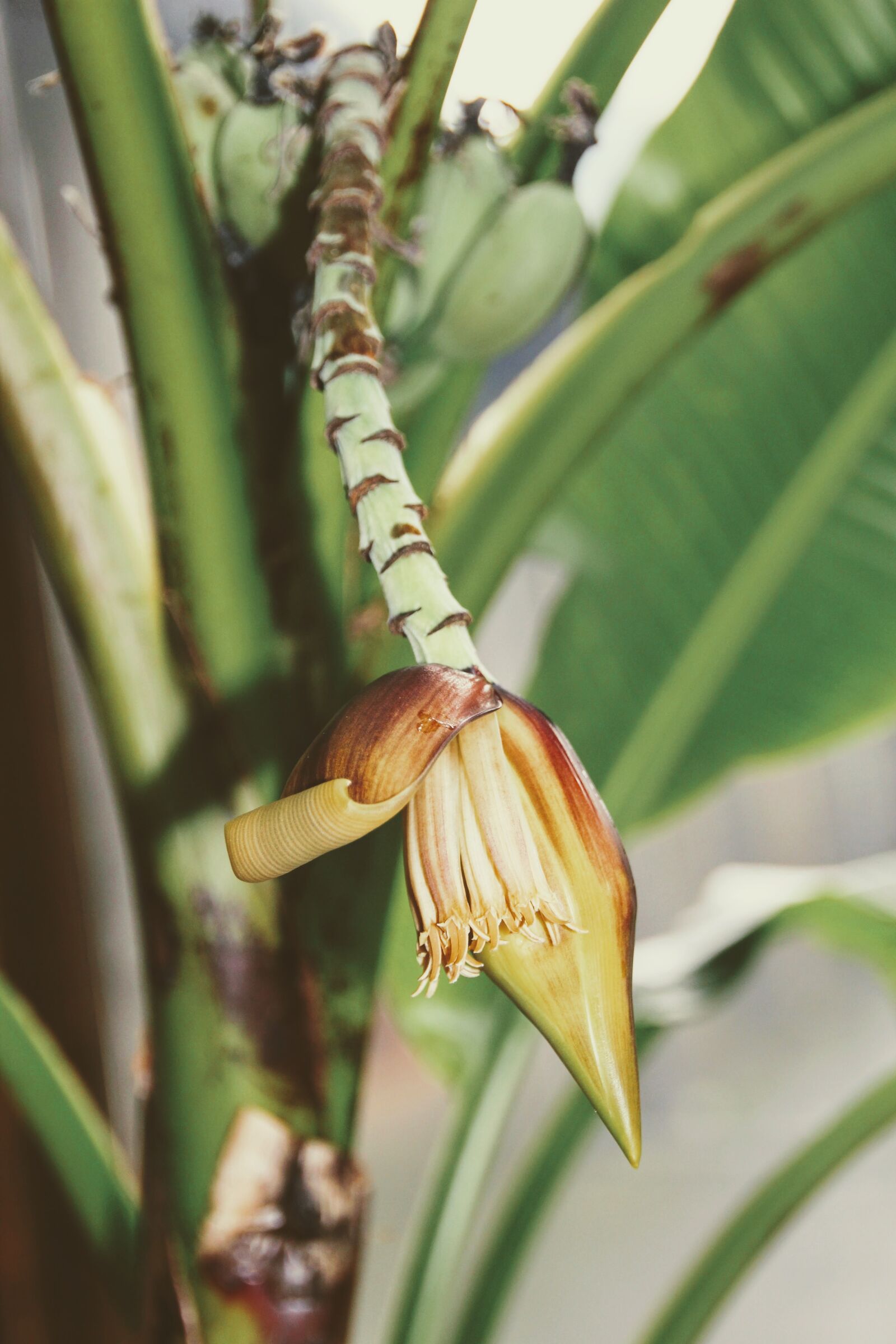 Canon EOS 600D (Rebel EOS T3i / EOS Kiss X5) sample photo. Banana, banana plant, plant photography