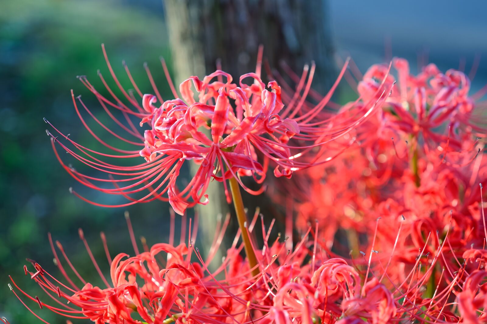 Nikon Df sample photo. Garden, flowers, red spider photography