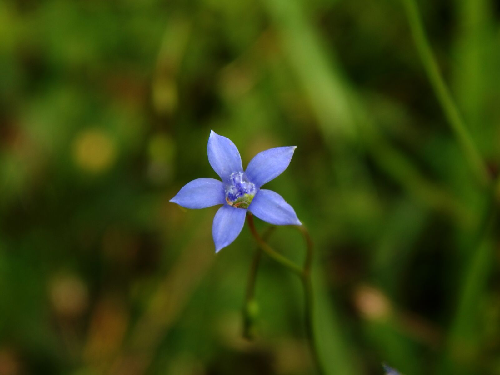 Nikon Coolpix L820 sample photo. Blue flower, flower meadow photography