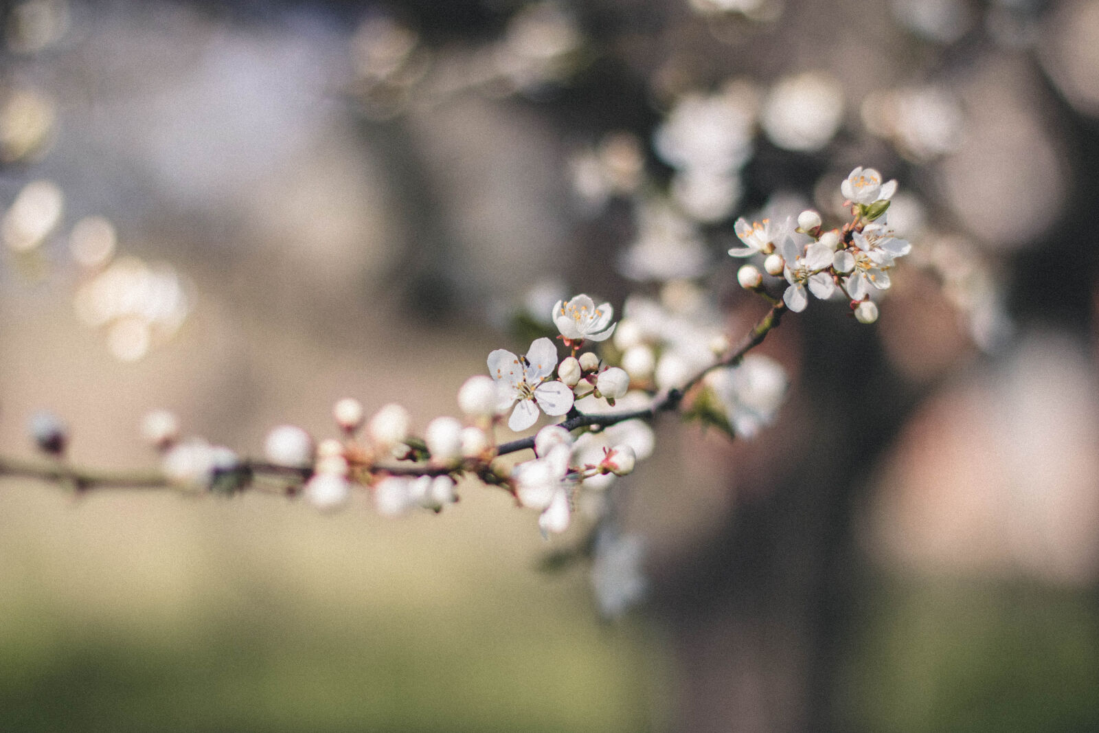 Canon EOS 760D (EOS Rebel T6s / EOS 8000D) + Canon EF 50mm F1.4 USM sample photo. Flowers, tree, apple, blossom photography