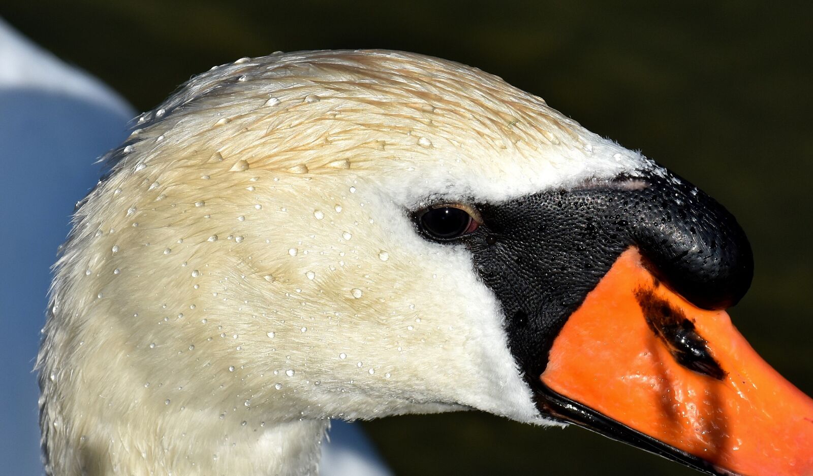 Nikon D7200 sample photo. Swan, water bird, nature photography