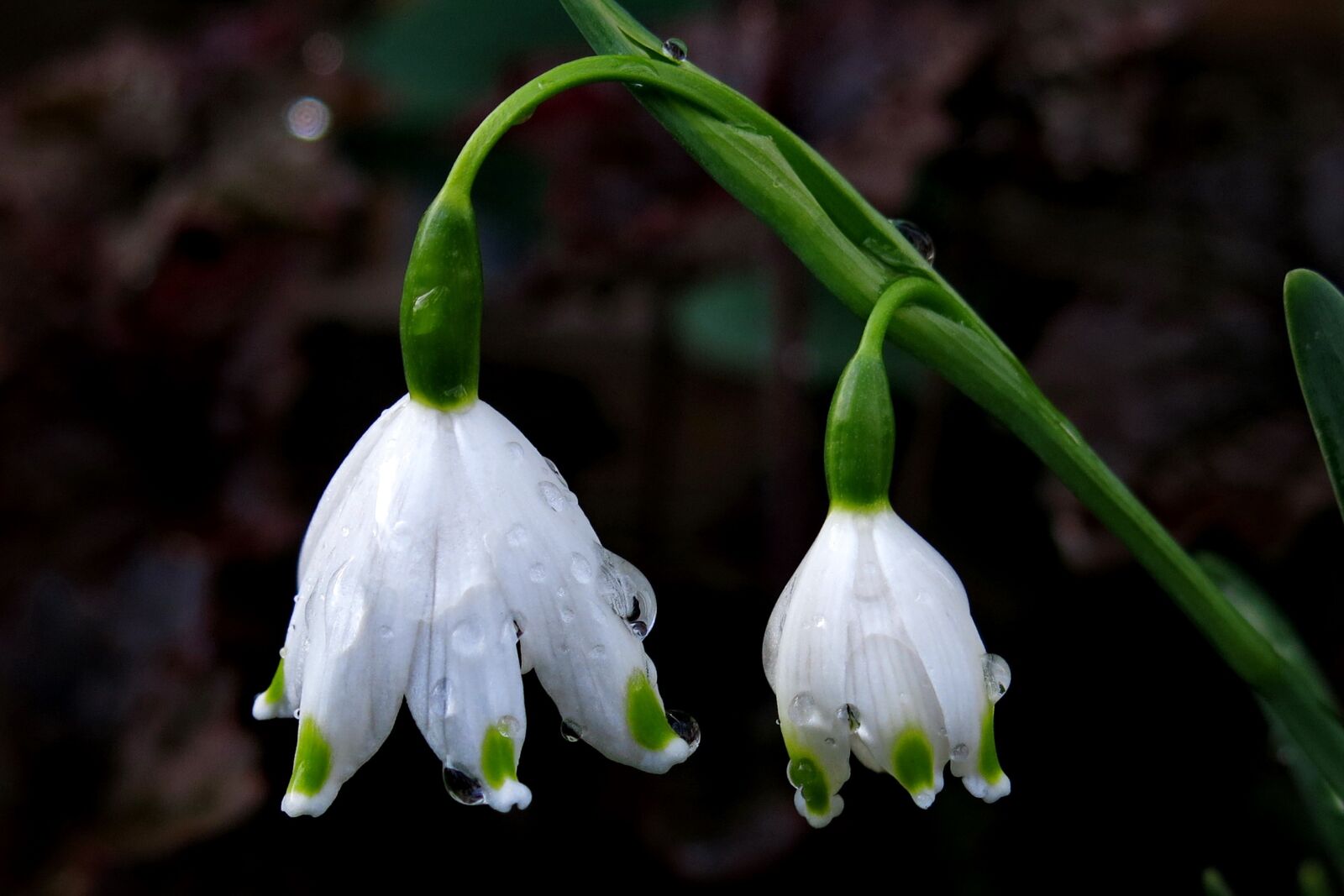 Canon PowerShot G15 sample photo. Snowflake, spring flower, white photography