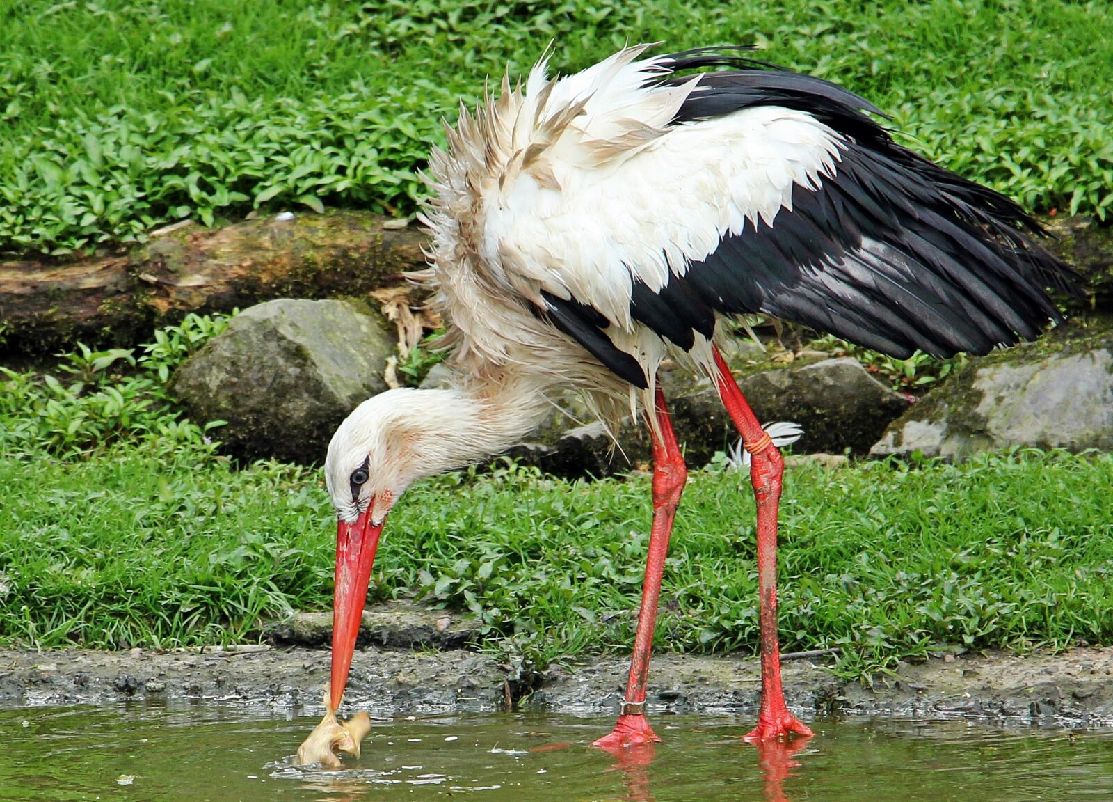 Canon EOS 550D (EOS Rebel T2i / EOS Kiss X4) sample photo. Stork, bird, animal photography