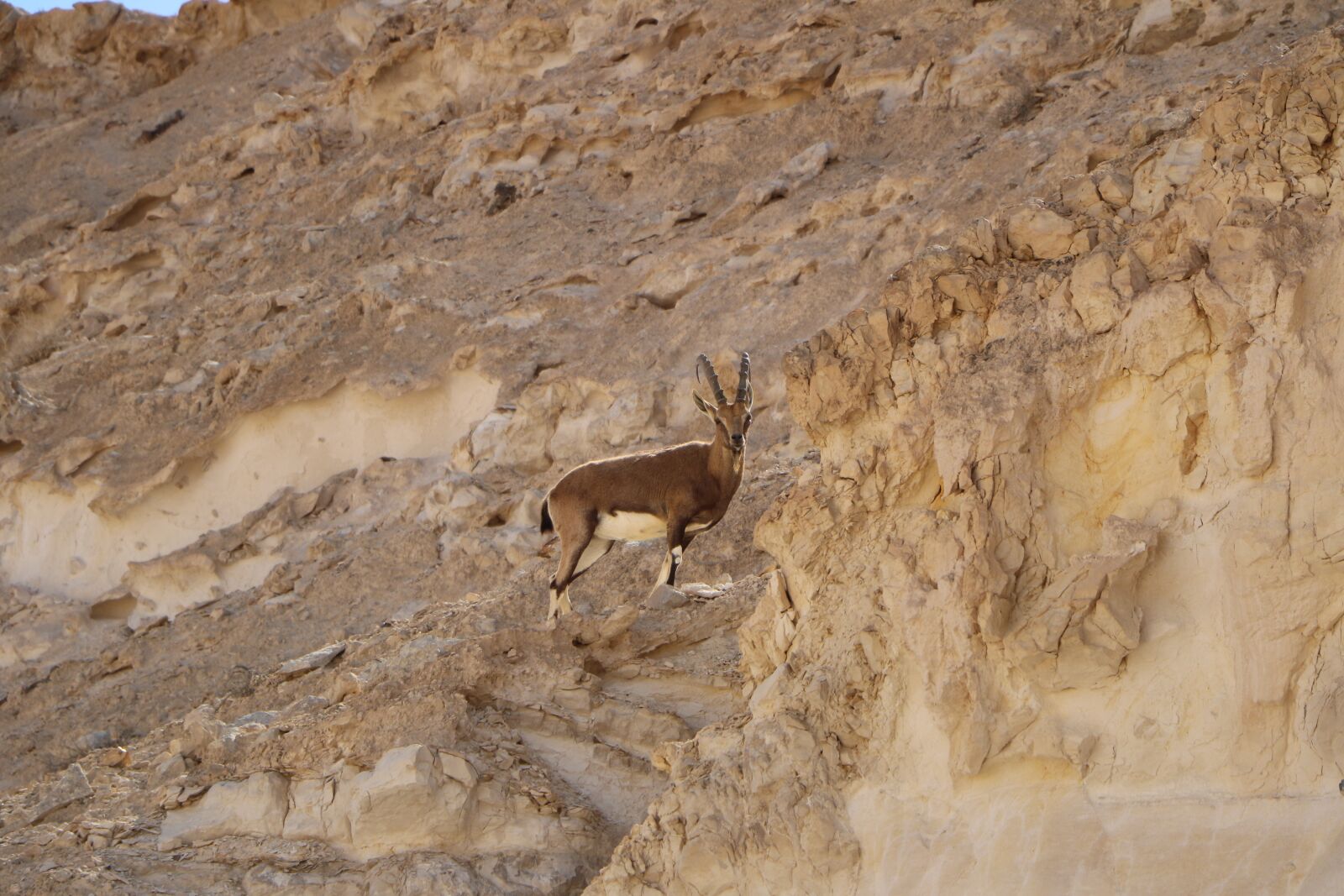 Canon EOS 760D (EOS Rebel T6s / EOS 8000D) sample photo. Desert, antelope, nature photography