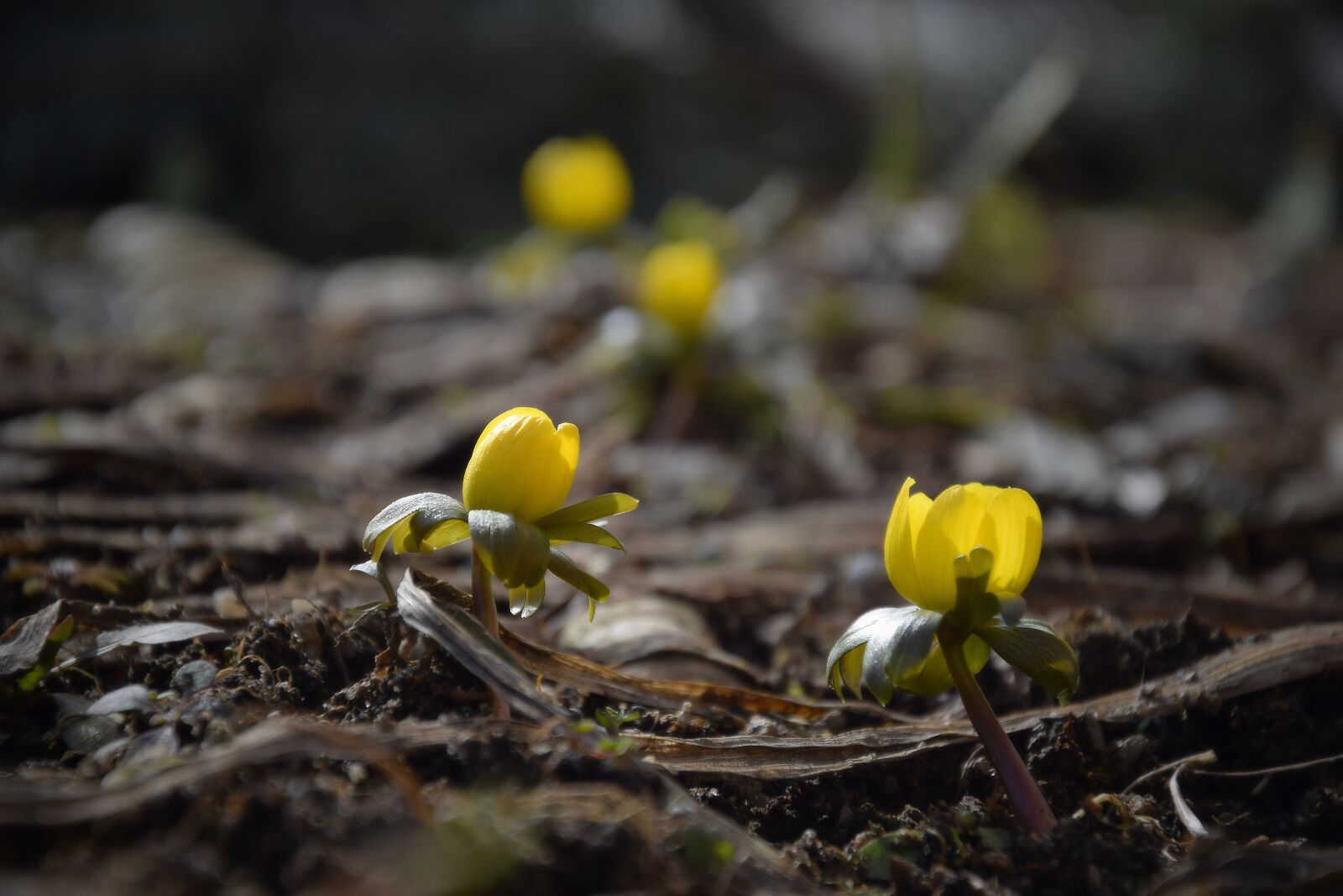 Nikon D5300 sample photo. Eranthis, hyemalis, talovín photography