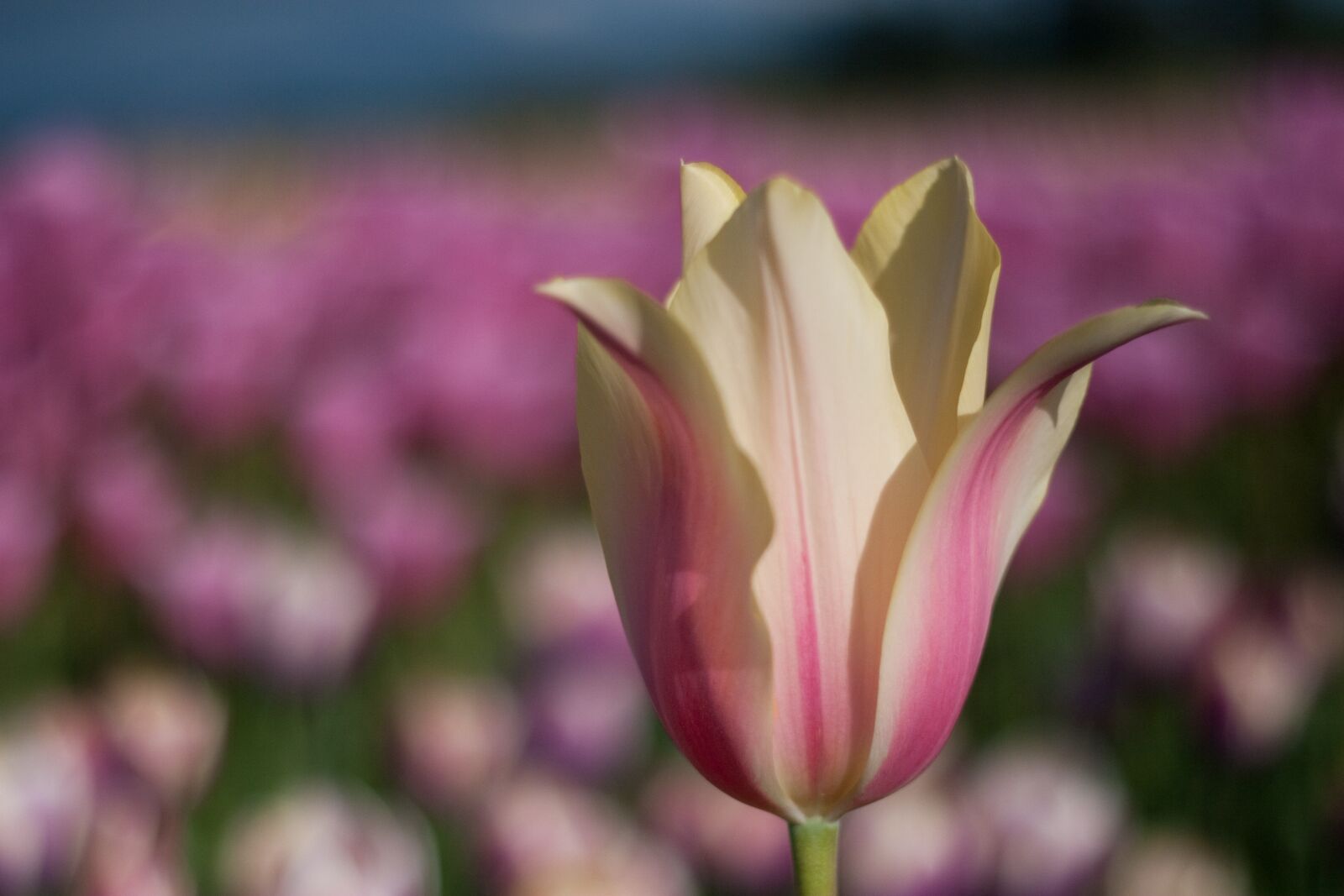 Canon EOS 30D sample photo. Tulip, flower, field photography