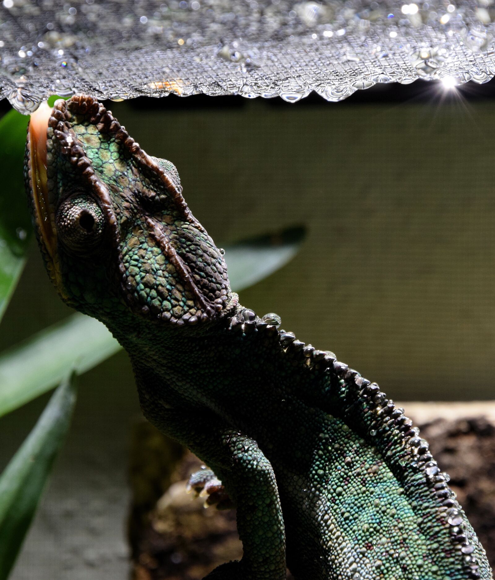 Nikon D5300 sample photo. Chameleon, chameleon tongue, drop photography
