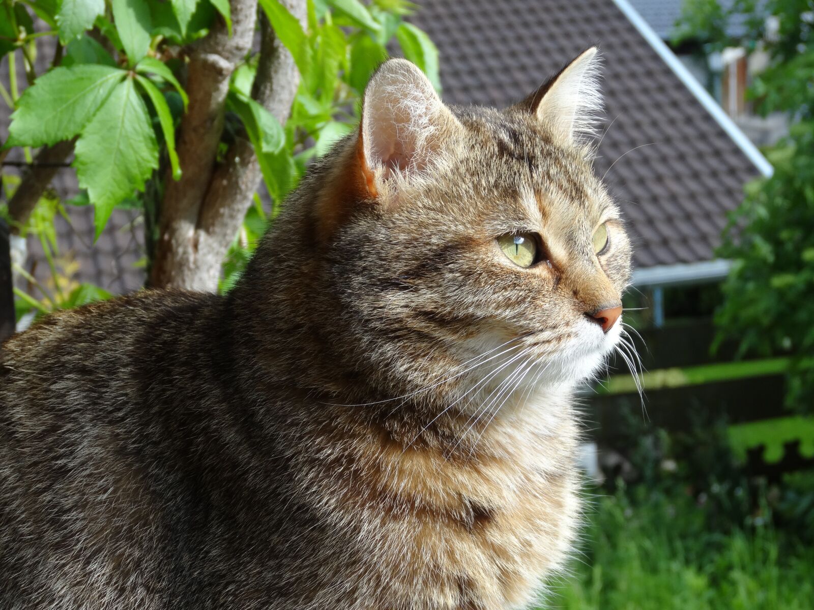Sony Cyber-shot DSC-HX20V sample photo. Domestic cat, cat, tiger photography