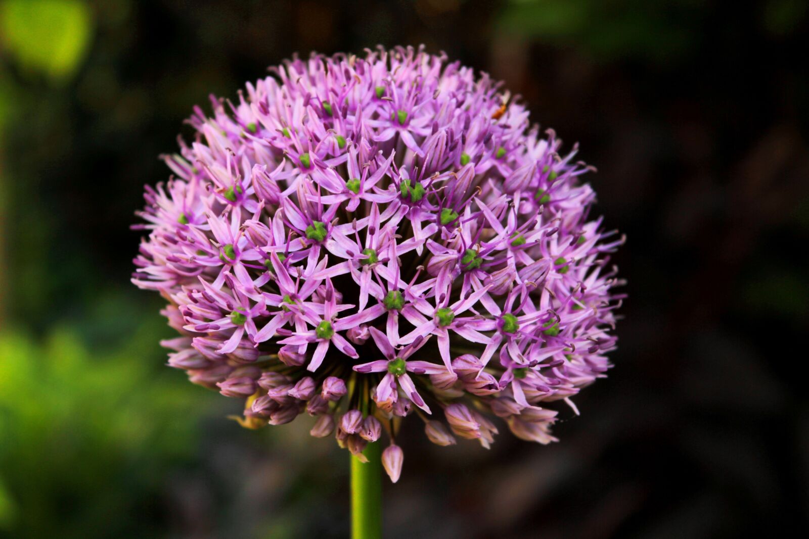 Canon EOS 600D (Rebel EOS T3i / EOS Kiss X5) sample photo. Allium, ornamental onion, spring photography
