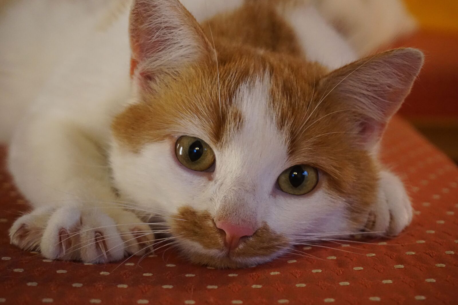Sony a5100 sample photo. Cat, pet, domestic cat photography