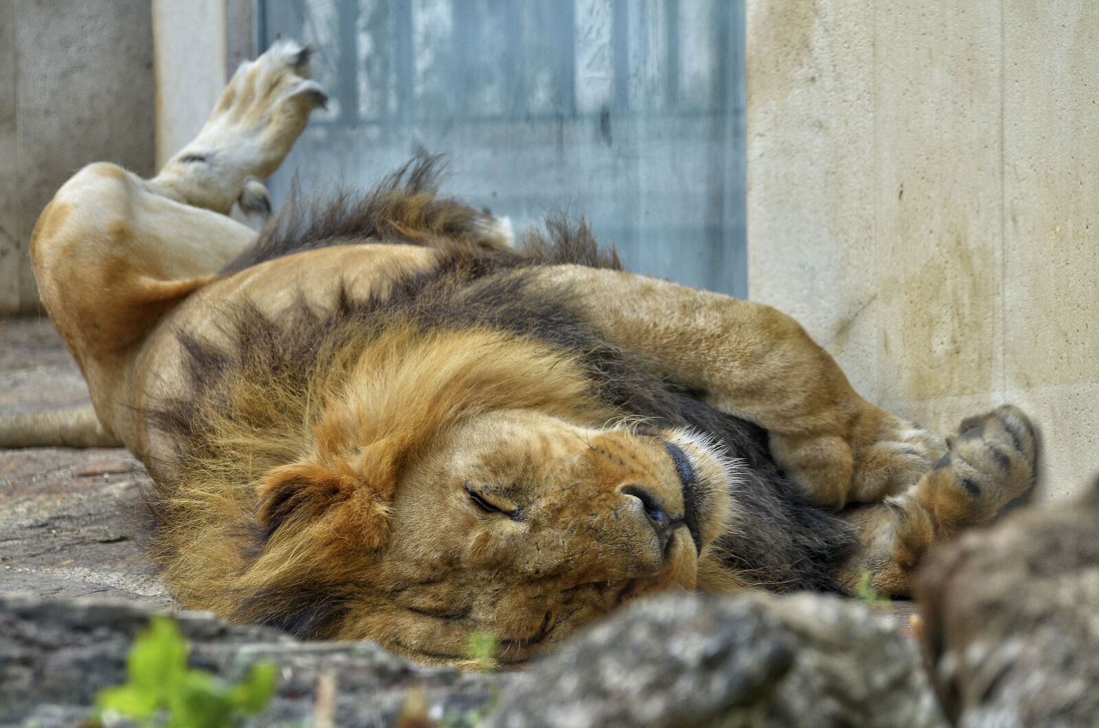 Nikon D7000 sample photo. Lion, male, cat photography
