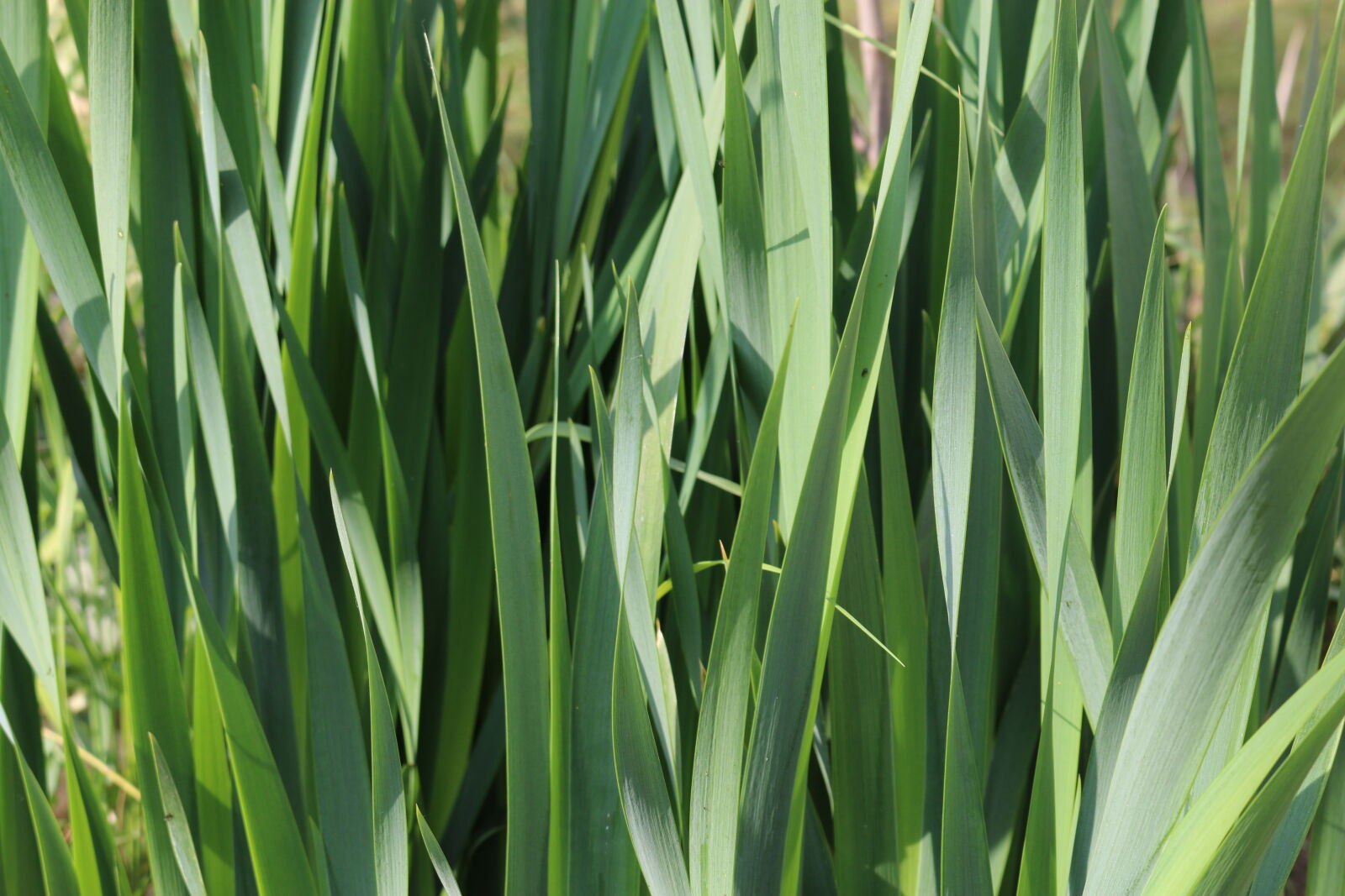 Canon EOS 70D sample photo. Fu, grass, green, nature photography