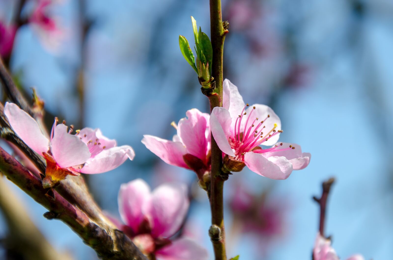 Nikon D7000 sample photo. Blossom, cherry, cherry blossom photography