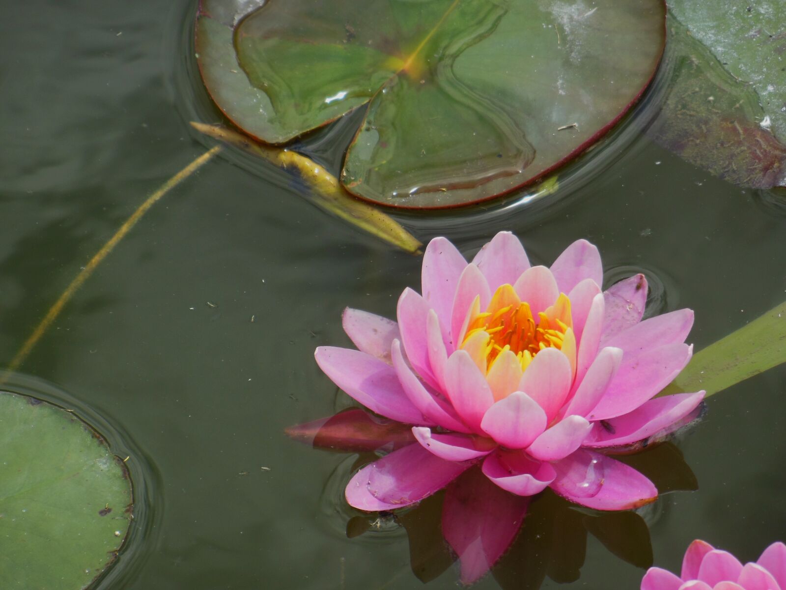 Nikon Coolpix S9300 sample photo. Water lily, lake, foliage photography