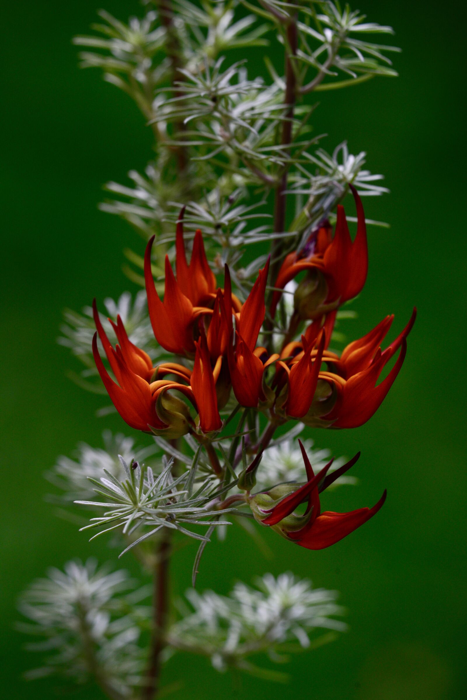 Sigma APO Macro 180mm F3.5 EX DG HSM sample photo