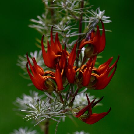 Sigma APO Macro 180mm F3.5 EX DG HSM sample photos - ExploreCams