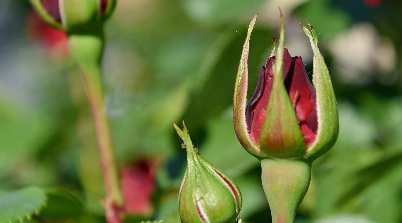 Nikon D5500 sample photo. Blurry, red, nature, leaf photography