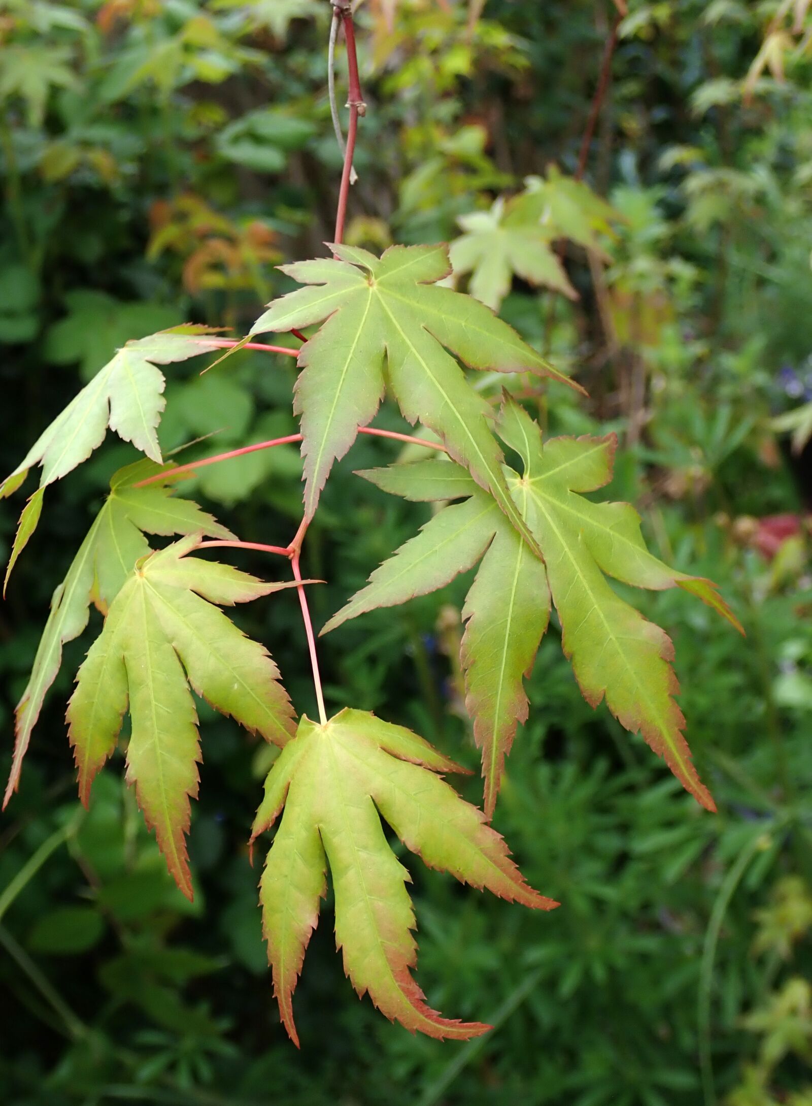 Olympus TG-5 sample photo. Leaves, maple, tree photography
