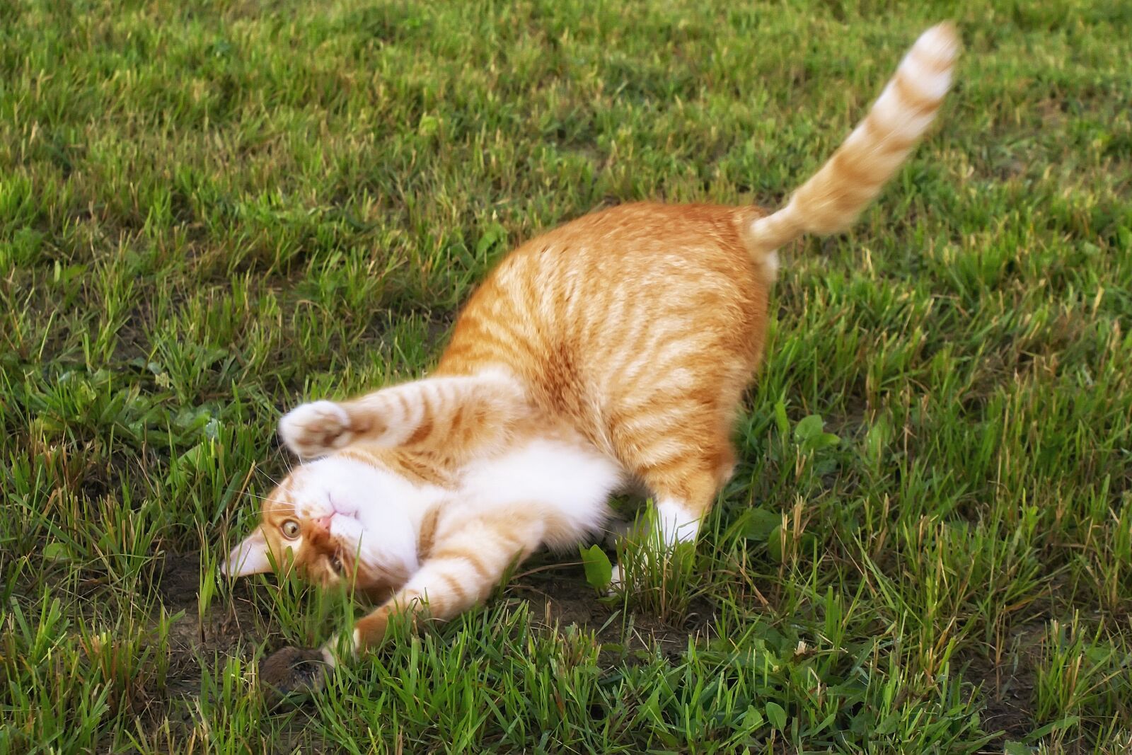 Canon EOS 70D sample photo. Wallpaper, cat, mouse photography