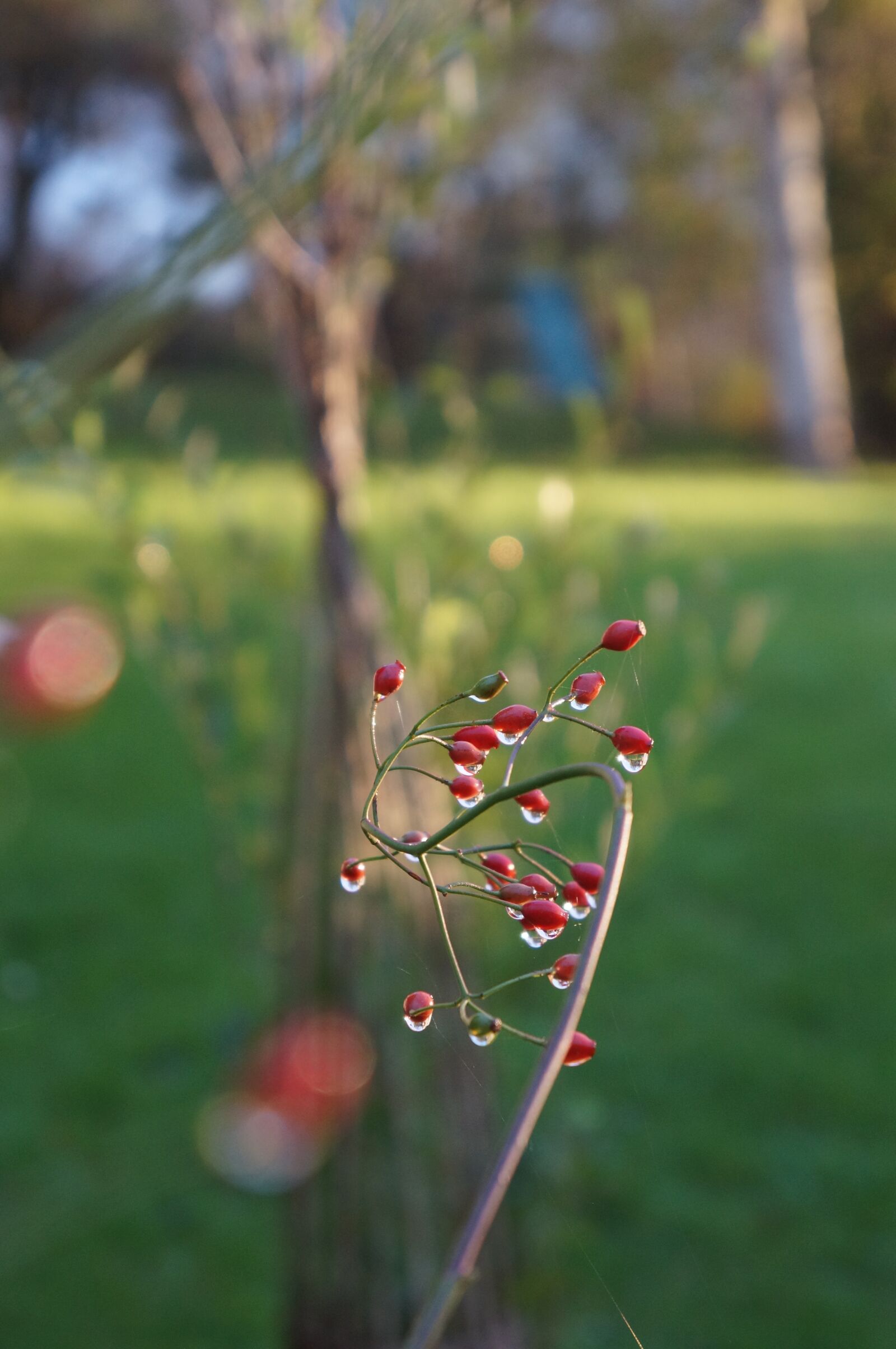 Sony Alpha NEX-5R + Sony E 18-55mm F3.5-5.6 OSS sample photo. Berry, rain, natural photography