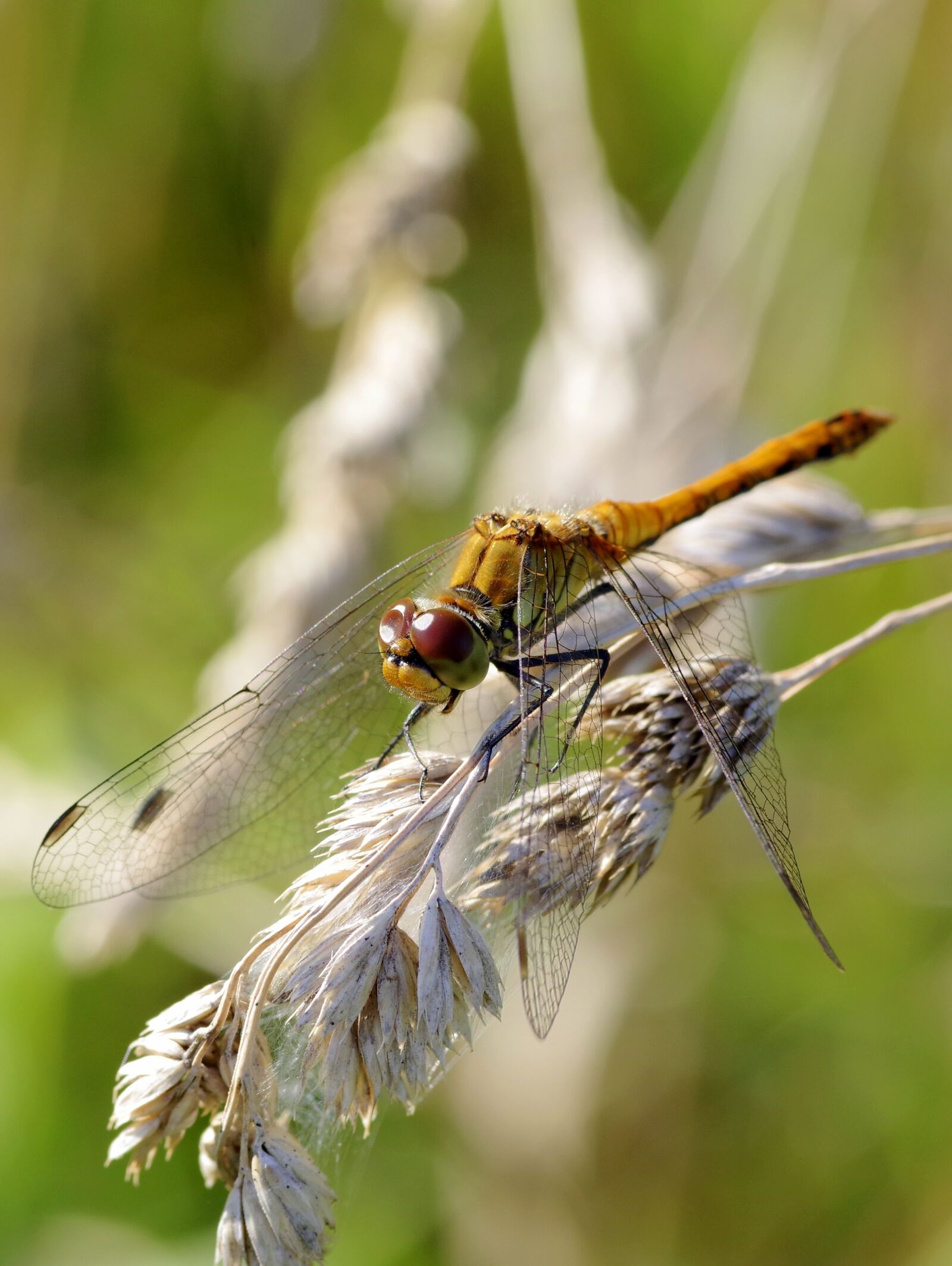 Pentax K-S2 sample photo. Ważka, insect, wings photography
