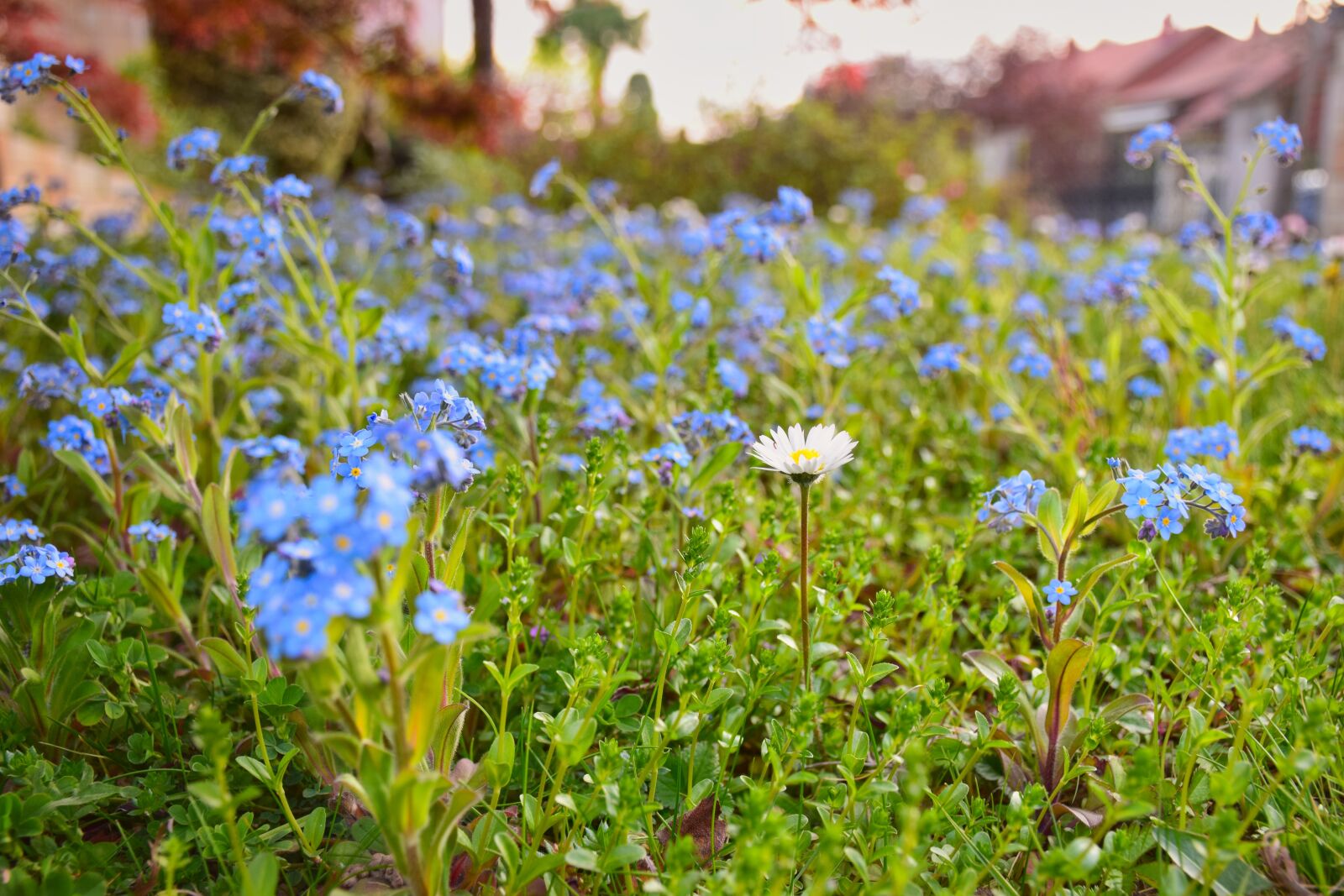 Nikon D5300 sample photo. Margaret, nature, flowers photography