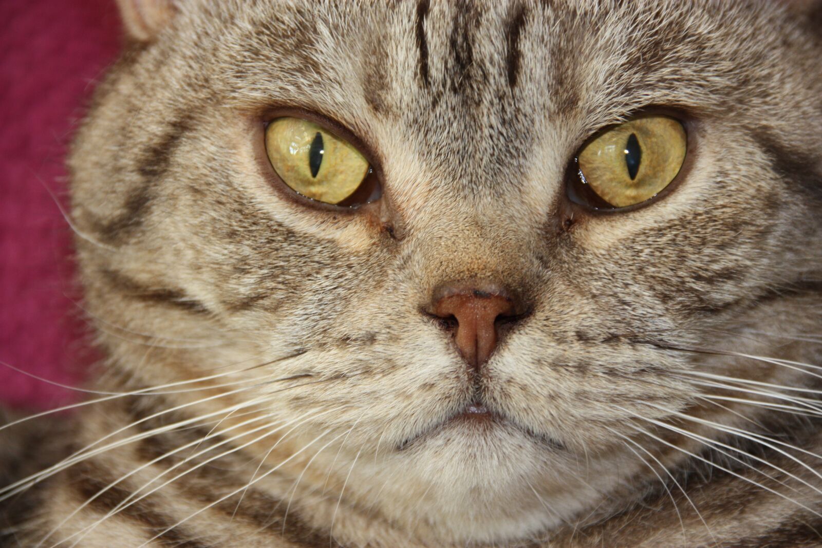 Canon EOS 450D (EOS Rebel XSi / EOS Kiss X2) sample photo. Cat, british short hair photography