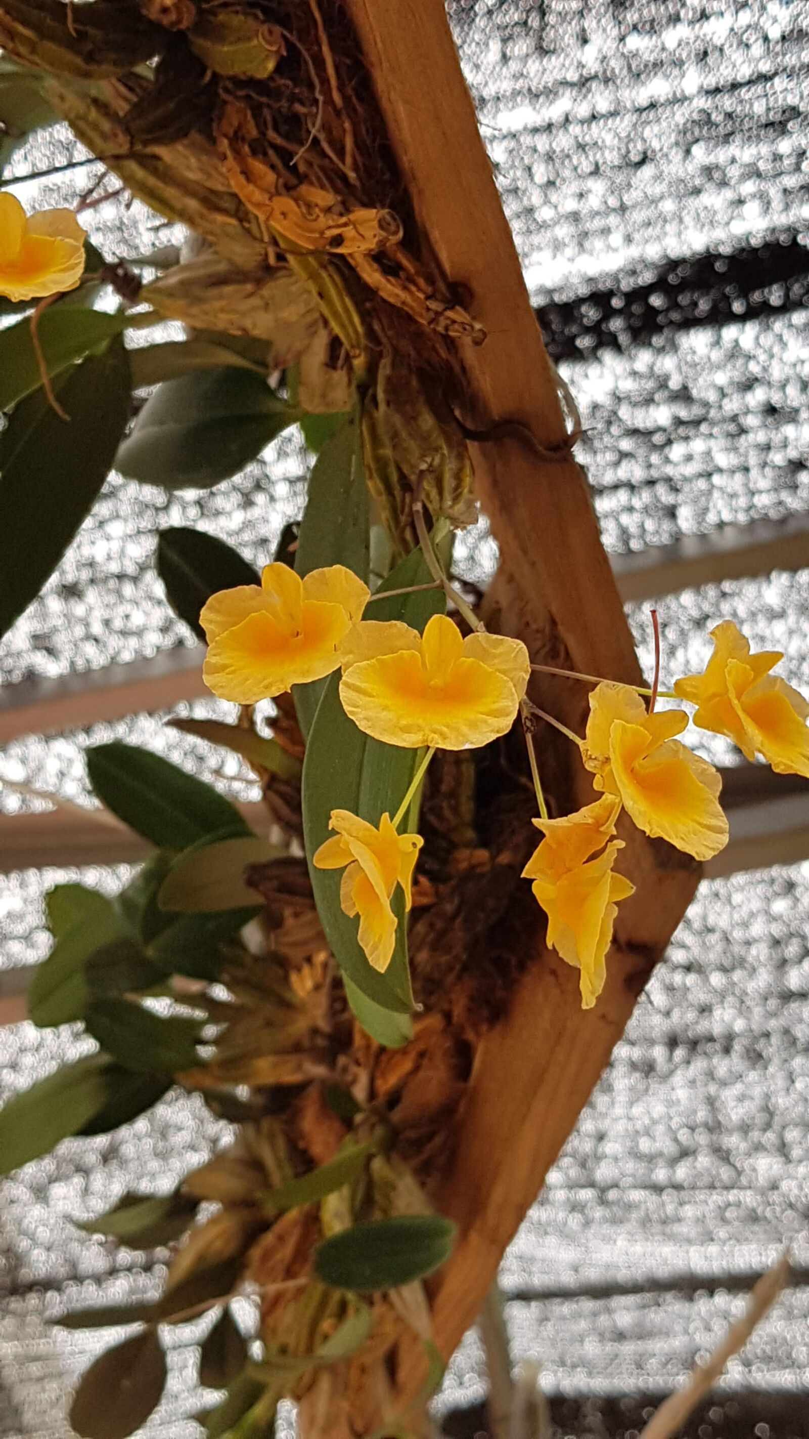 Samsung Galaxy Note Fan Edition sample photo. Orchid, nature, beautiful photography