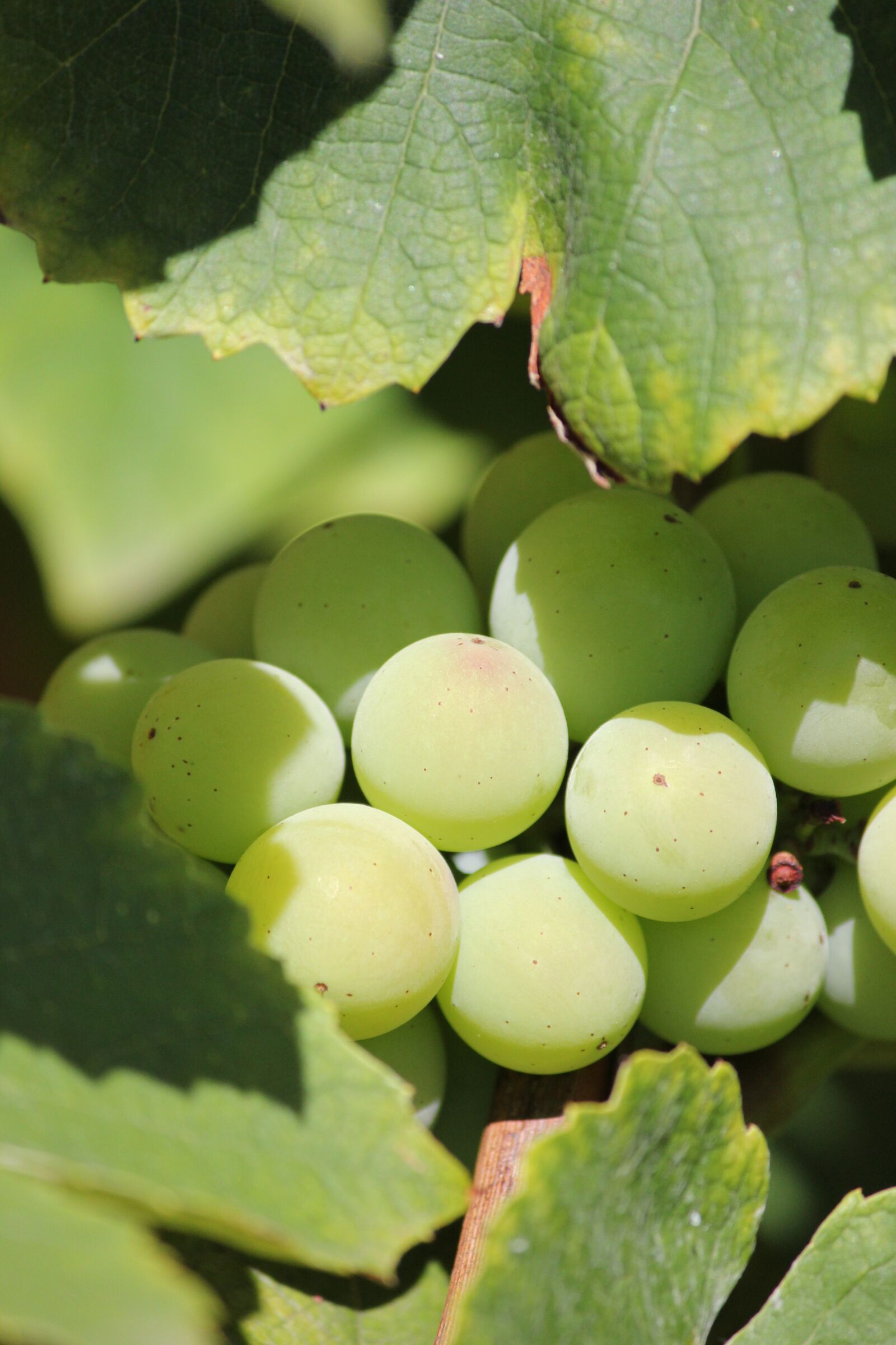 Canon EOS 550D (EOS Rebel T2i / EOS Kiss X4) sample photo. Wine, close up, immature photography