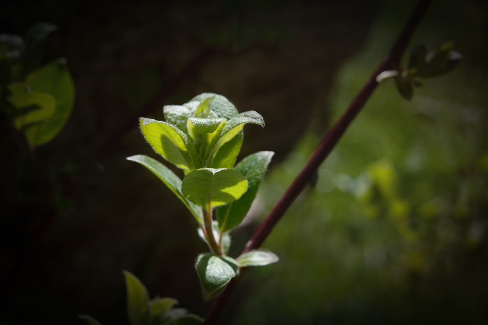Nikon D7100 sample photo. Plant, leaves, green photography