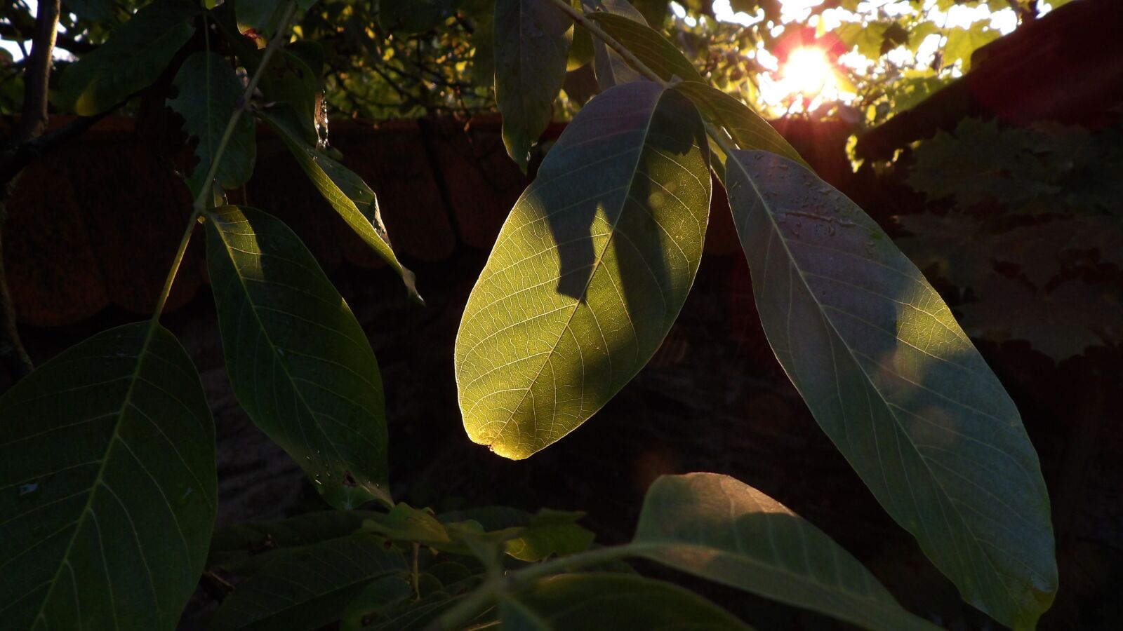Ricoh PENTAX XG-1 sample photo. Walnut, juglans, foliage photography