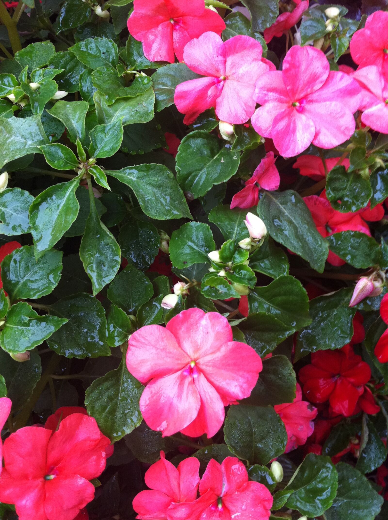 Apple iPhone 4 sample photo
