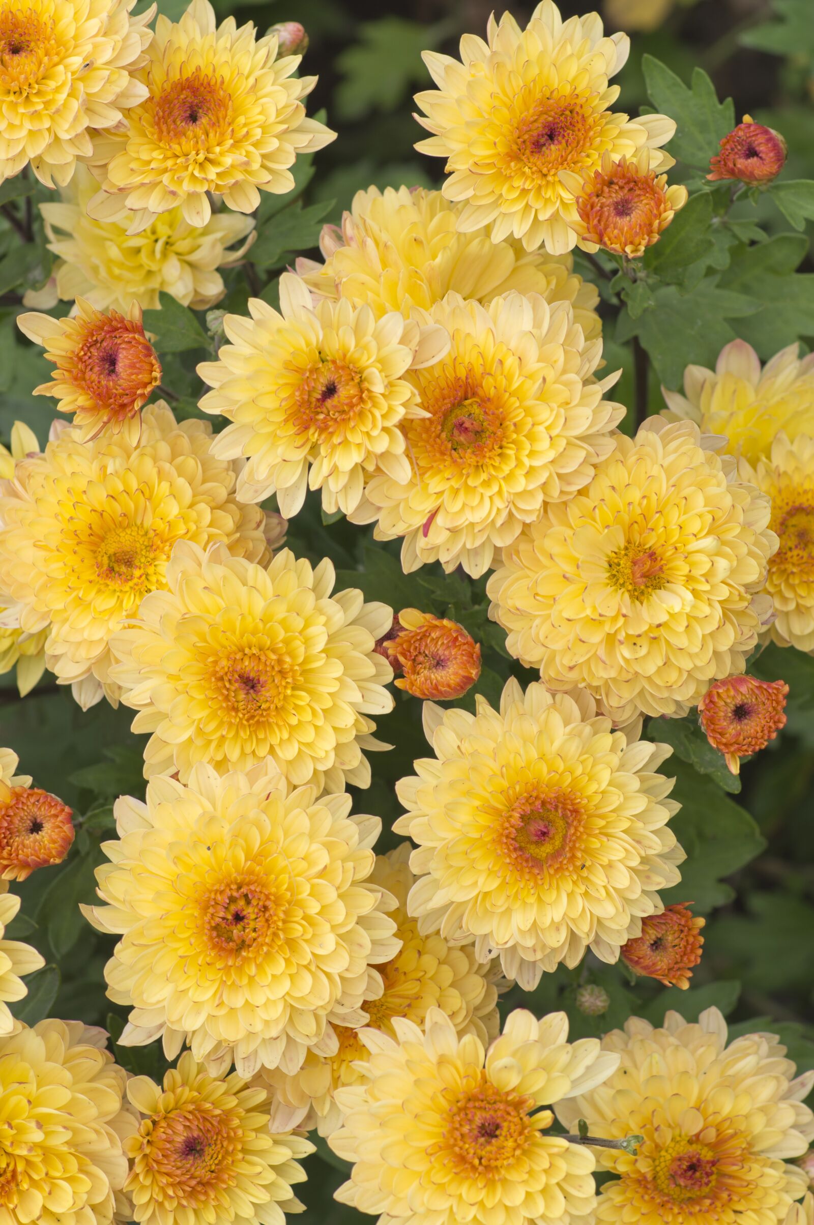 Sony Alpha DSLR-A580 sample photo. Flowers, chrysanthemum, plant photography