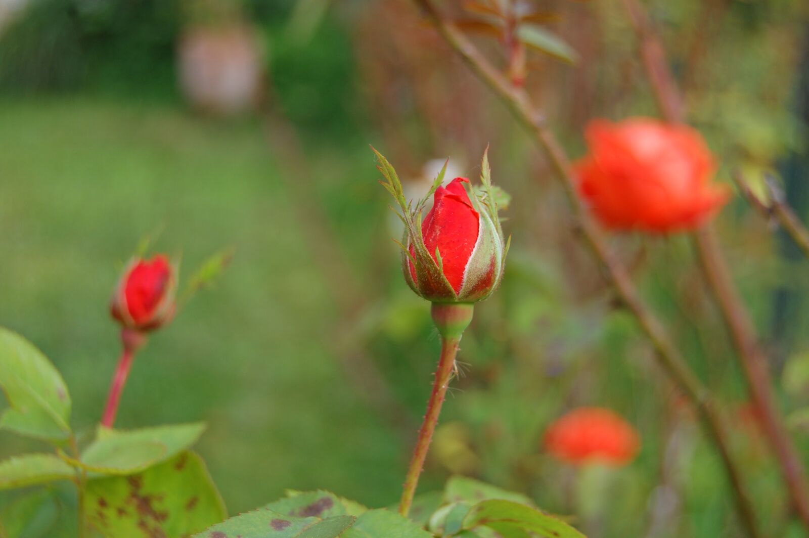Nikon D40 sample photo. Bud, pink, button photography